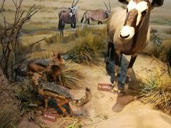 -陕西自然博物馆