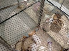 -momokira米努特·德文卷毛猫·棉花面纱犬