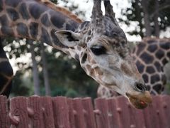 -清迈夜间动物园