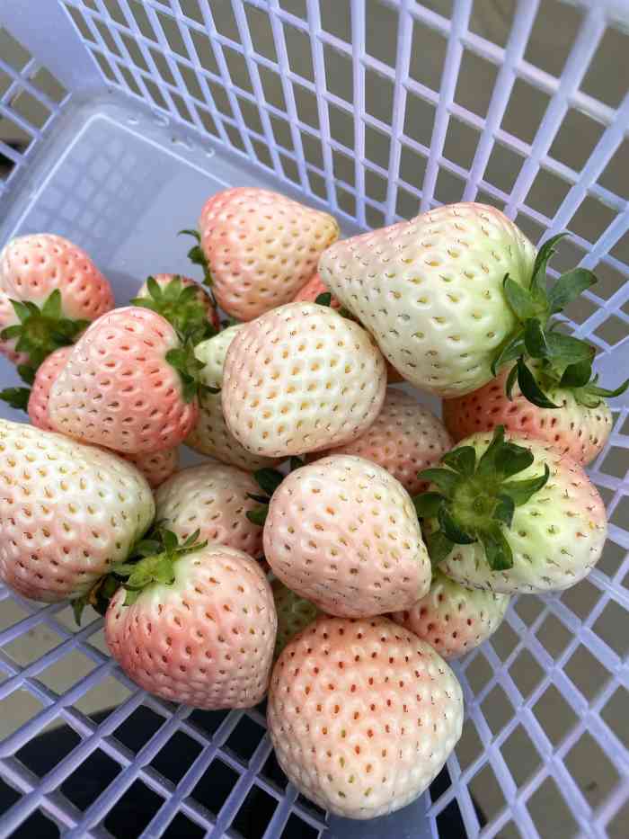 西禾草莓采摘园-"春天到了又到了摘草莓的季节了,据说这里是.