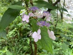 -西岭雪山大飞水景区