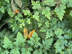 -武吉知马自然保护区