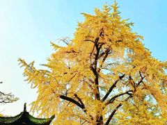 -千年银杏谷文化旅游区