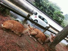 -秋叶原电器街