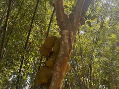 -东寨港红树林旅游区