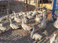 -鱼窝棚柴火铁锅炖(富山屯店)