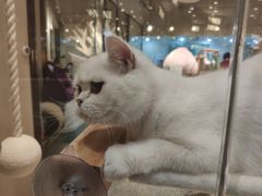-momokira米努特·德文卷毛猫·棉花面纱犬