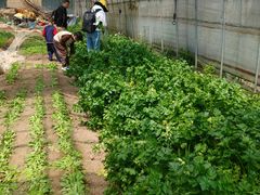 -前小桔亲子创意农场·草莓采摘·露营烧烤