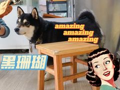 -柴犬高等学院·狗咖·柴犬售卖·宠物训练