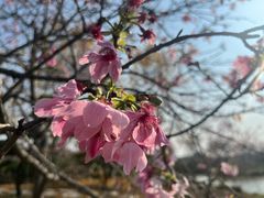 -天适樱花悠乐园