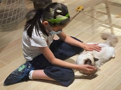 -momokira米努特·德文卷毛猫·棉花面纱犬