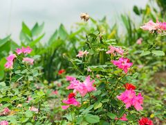 -东莞植物园