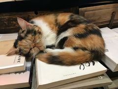 -邊城書店