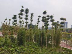 -眉山湿地公园(东坡区)