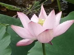 -荷塘月色湿地公园·向阳花洲