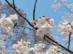 -上海共青森林公园