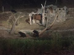 -清迈夜间动物园