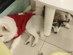 -怪兽屋·羊驼·猫咖·狗咖(俊华广场店)