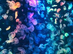 -烟台海昌鲸鲨海洋公园