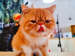 -平行世界·猫咖(首经贸店)