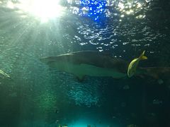 -瑞普利水族馆