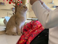 -飞行喵MR PILOT|猫舍·猫咖(静安大融城店)