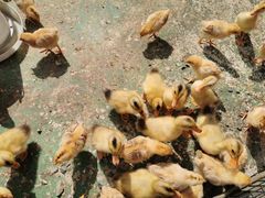 -前小桔亲子创意农场·草莓采摘·露营烧烤