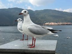 -海埂大坝