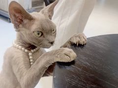 -琪喵猫屋·撸猫猫咖·猫舍