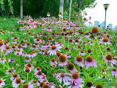 -天津东丽湖风景区