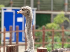 -呀路古热带植物园