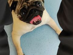 -瑞鹏宠物医院·爱宠堂·骨外专科(西荷分院)