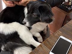 -顺强宠物诊所·狂犬免疫·夜诊·骨科(嘉定店)
