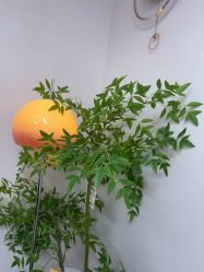 -变美丽半永久定妆连锁·纹眉·机器野生眉