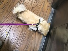 -瑞派宠物医院·犬猫全科·猫友好(宾水西道店)