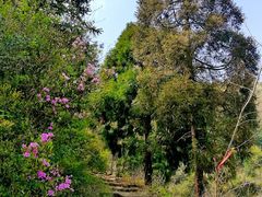 -东天目山风景区