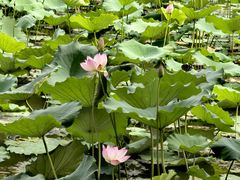 -云溪植物园