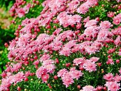 -国家植物园