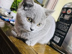 -心仪动物医院·牙专科·肿瘤·心脏科(西客站院)