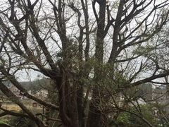-南雄冯屋银杏山庄