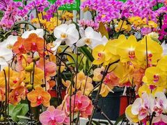 -兰陵国家农业公园