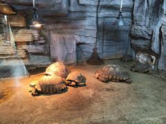 -石家庄市动物园