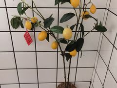 -HAVE A ROOM·有间质果(总店)