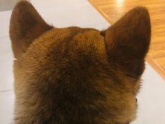 -柴务处·柴犬主题狗咖