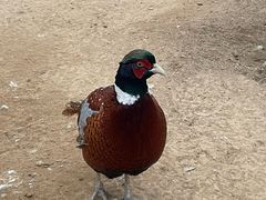 -石家庄市动物园