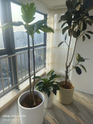 -HEYAN荷妍专业脱毛连锁机构