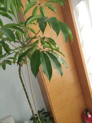 -HEYAN荷妍专业脱毛连锁机构