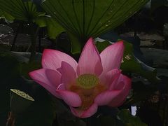 -八卦田遗址公园