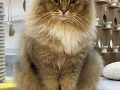 -COLOR PETS 撸猫馆·购猫·猫咖(长风大悦城店)
