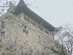 -武汉大学-樱园